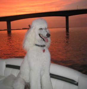 Aspen - Reid Murphy's standard poodle in Sarasota Bay