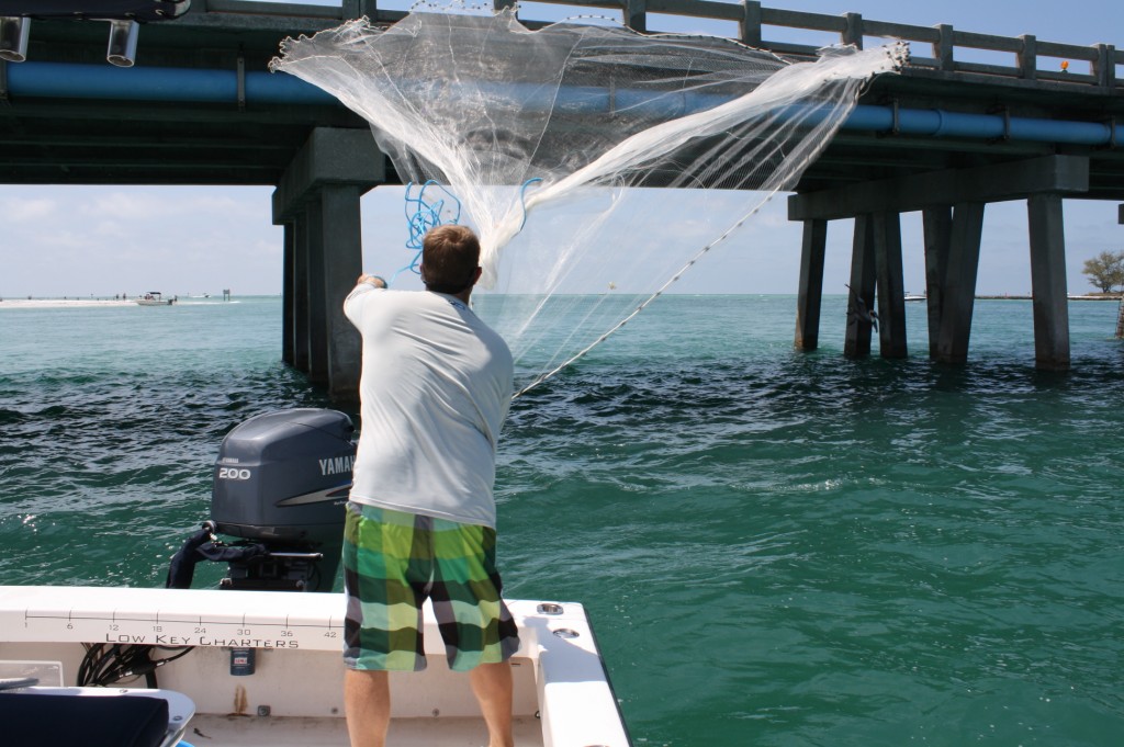 How To Catch Bait For Tarpon Fishing
