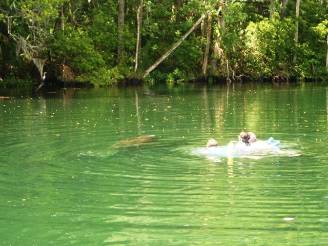 homosassa swimming with the manatees