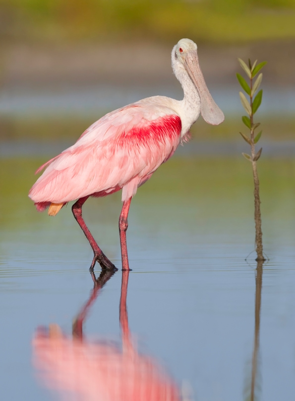 What is the pink bird in Florida? Flamingo or Spoonbill