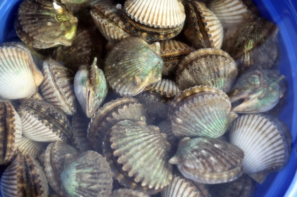 scalloping in crystal river