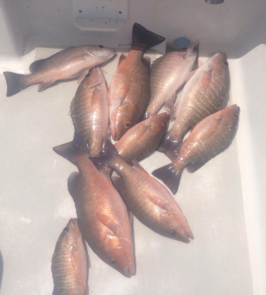 Mangrove Snapper caught on Capt. Ray's boat 